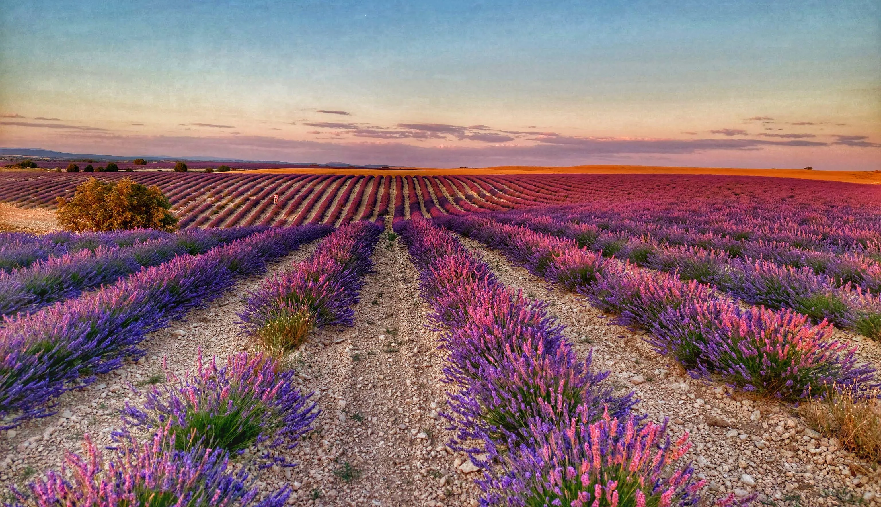 Campos de lavanda