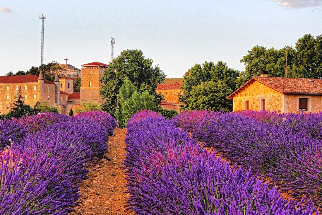 Lavanda junto a casas de Caleruega