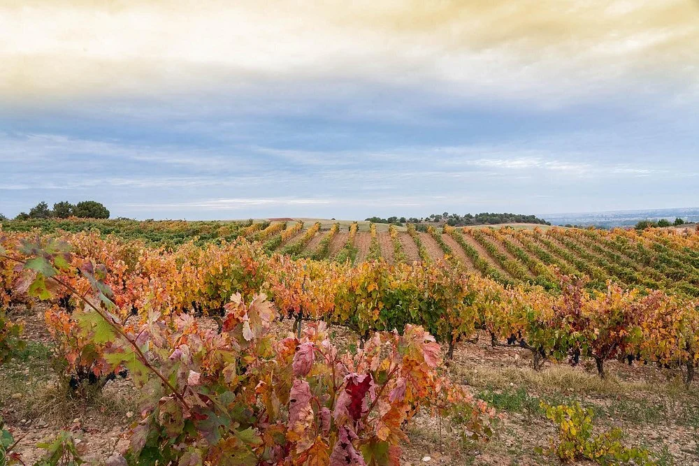 Viñedos denominación de Arlanza