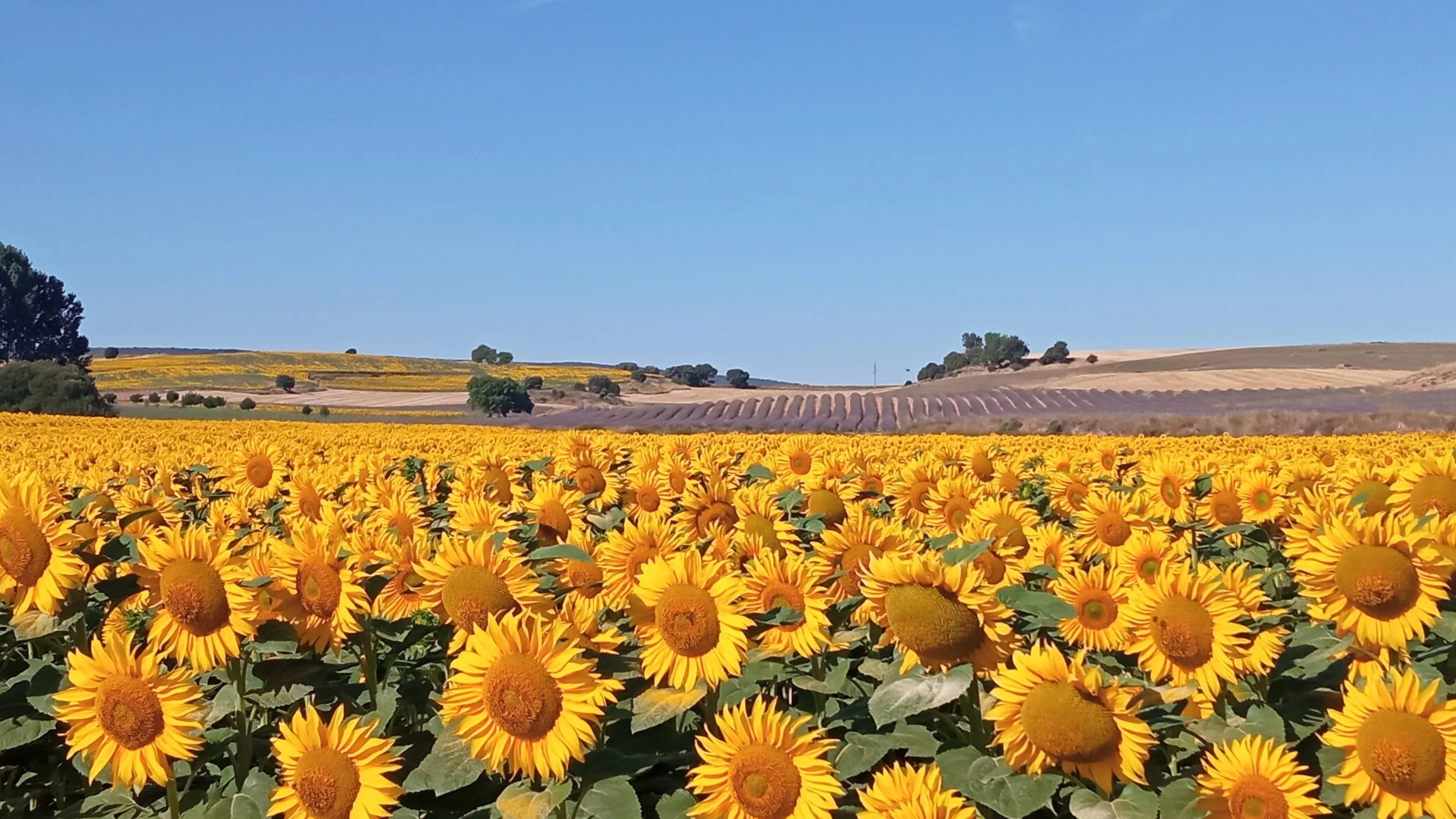 Girasoles y lavanda
