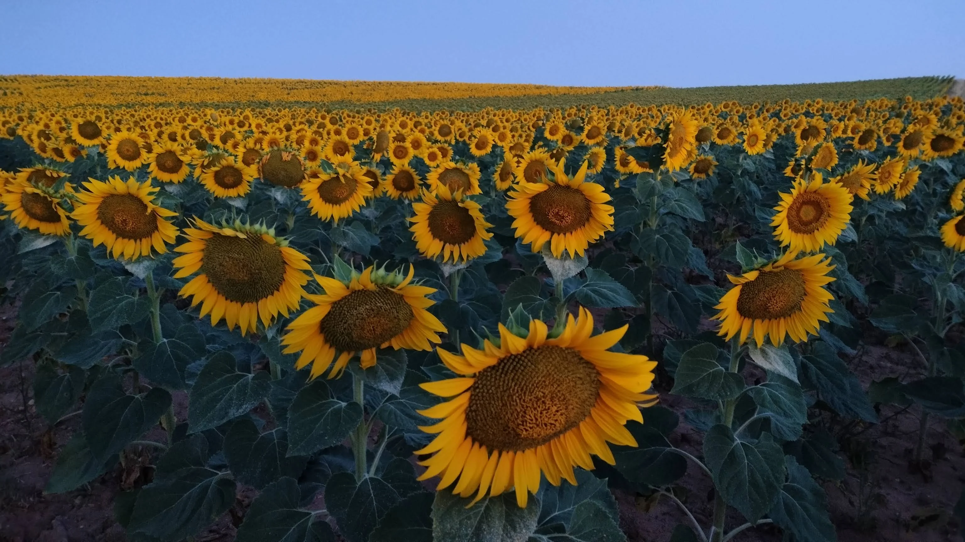 Campo de girasoles