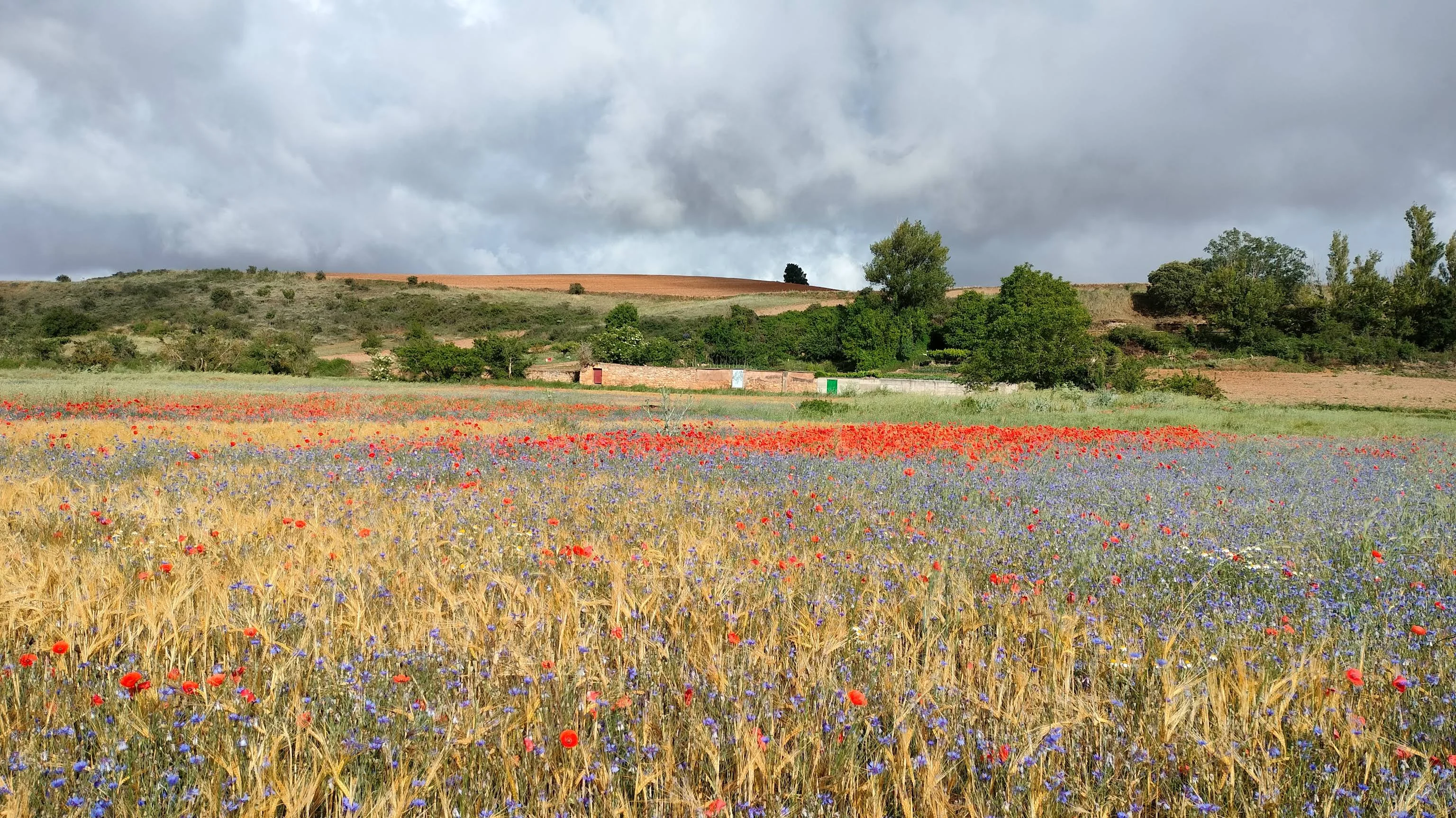 Campo lleno de flores