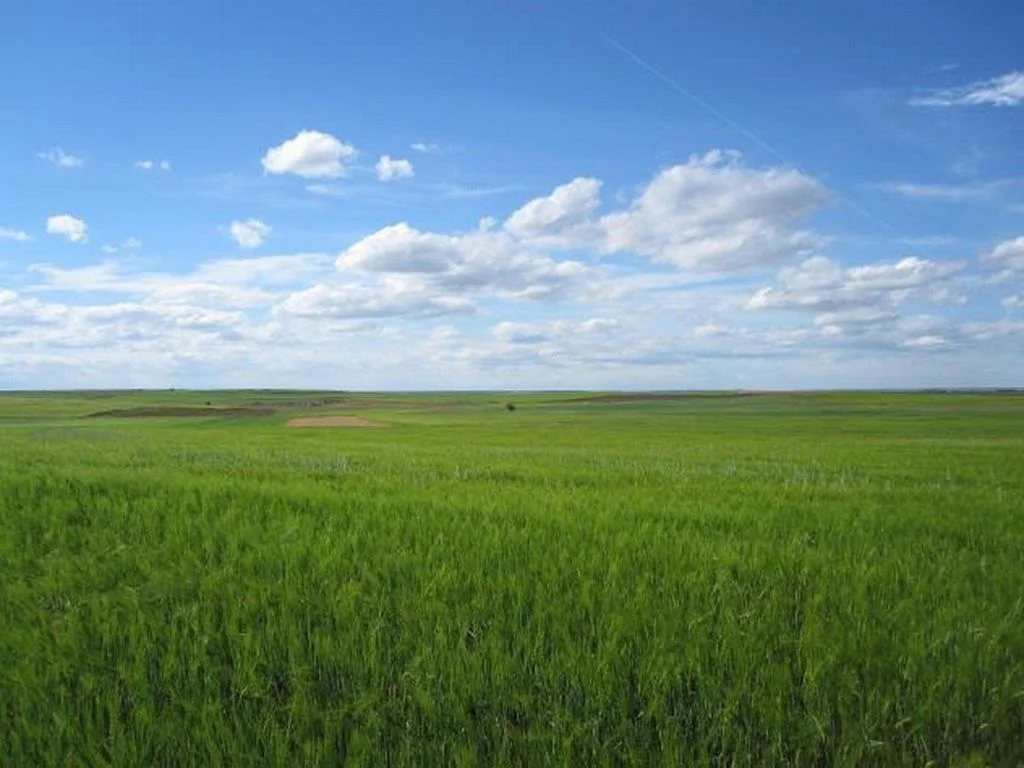 Paisaje con campo verde y cielo azul