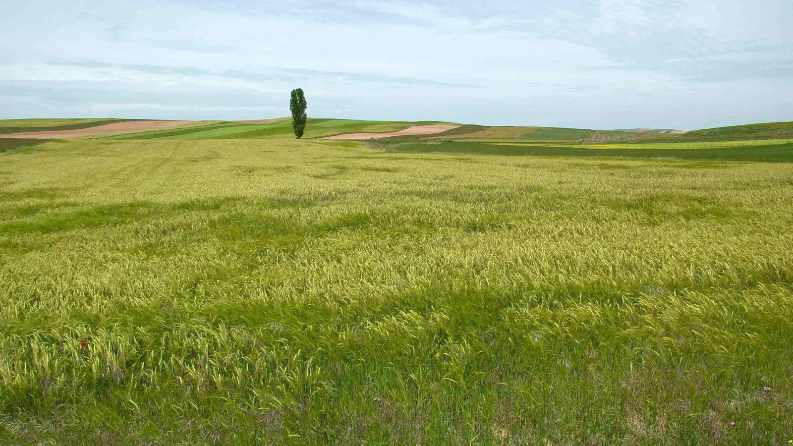 Royuela de Río Franco