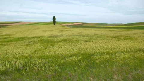 Royuela de Río Franco