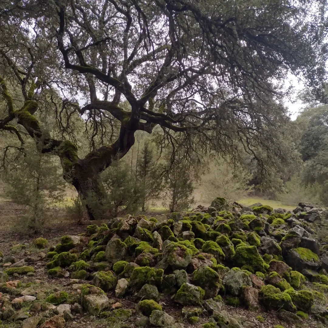Monte de Solarana
