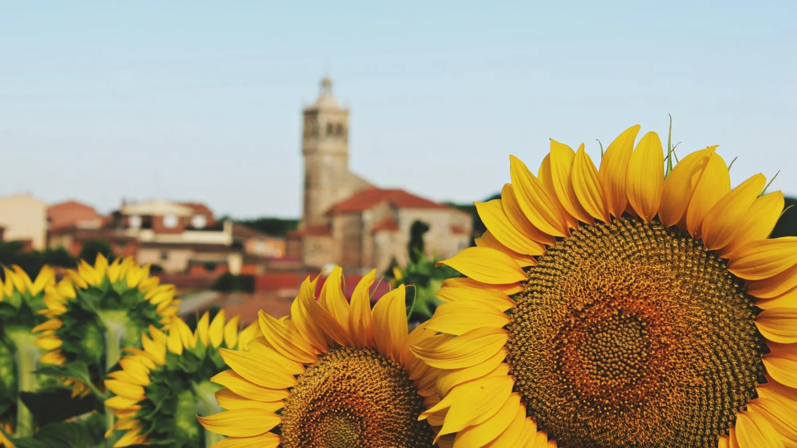 Girasoles en Tordómar
