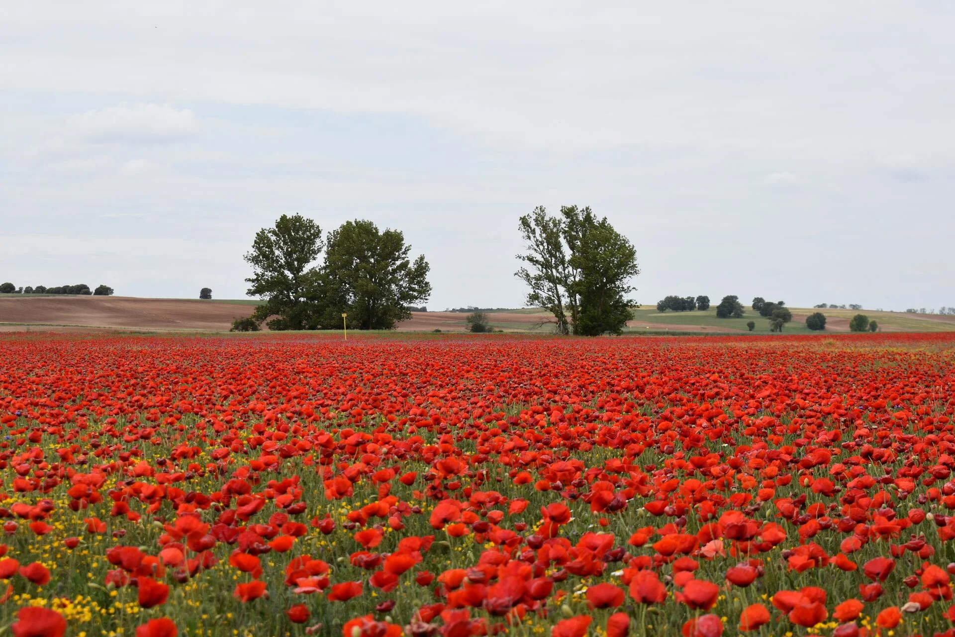 Mar rojo - Campo de Amapolas en Villamayor de los Montes