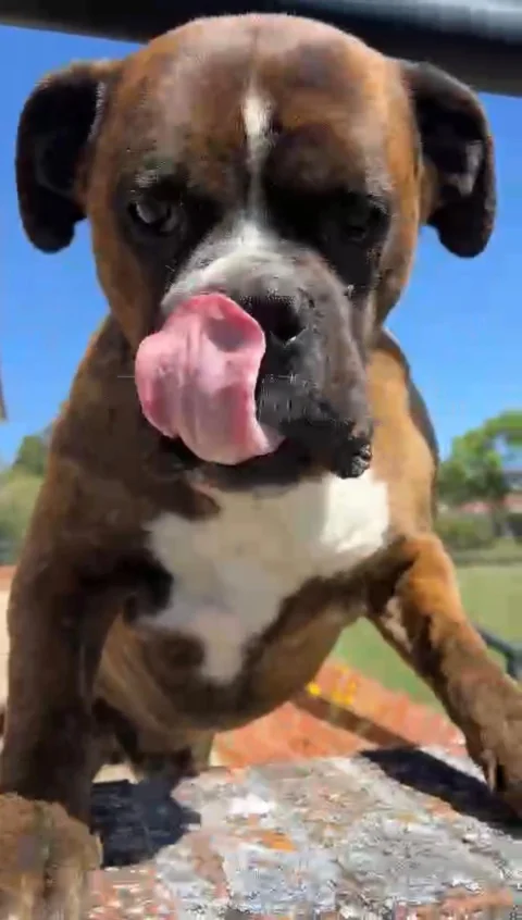 Brutus lamiendo como siempre