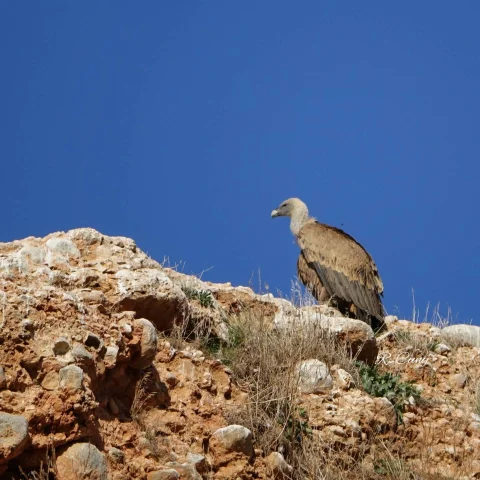 Aves vistas desde el mirador
