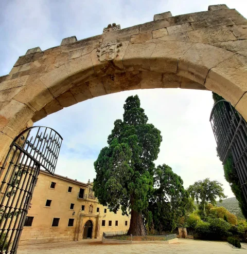 Imponente secuoya gigante en el patio de entrada