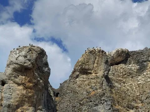 Colonia de buitres leonados posados en las cumbres rocosas del Desfiladero de La Yecla