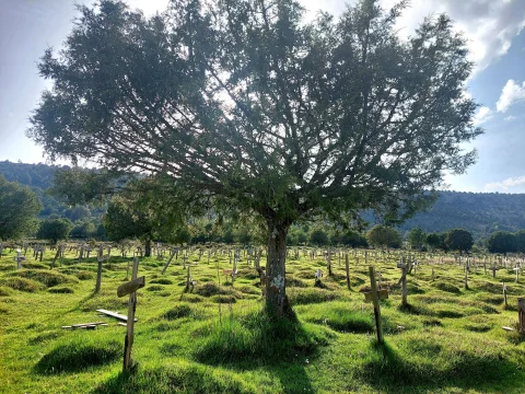 Árbol frondoso que proyecta su sombra sobre las tumbas y cruces de madera en el prado del Cementerio de Sad Hill