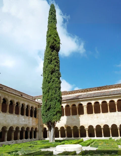 Famoso ciprés del Monasterio de Silos