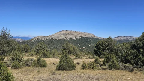 Vista de la meseta de San Carlos enmarcada entre vegetación mediterránea y arbustos