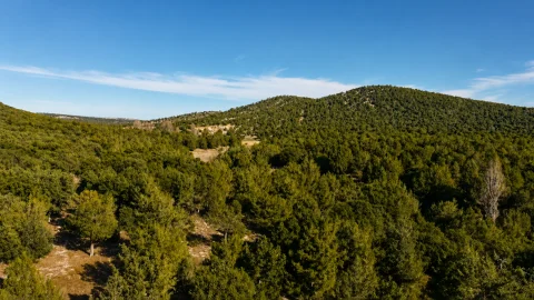 Colinas onduladas cubiertas por un denso bosque de sabinas bajo el cielo azul