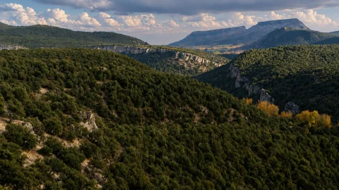 Panorámica de densos bosques de sabinas sobre laderas calizas en Sabinares del Arlanza