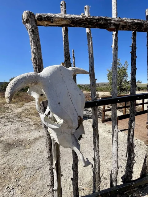Cráneo de vaca colgado en la empalizada de madera del decorado de Betterville
