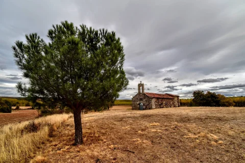 Pino en primer plano y ermita de Nuestra Señora del Amparo en el campo de La Revilla