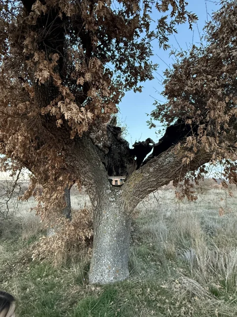Casita en el árbol