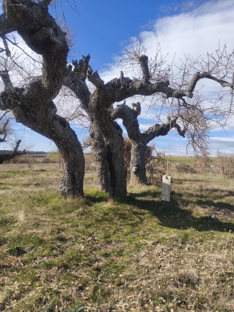 Columpio en el árbol