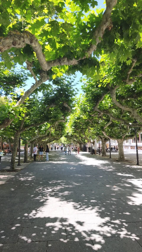 Avenida peatonal cubierta por una bóveda natural de árboles verdes con personas paseando a lo lejos