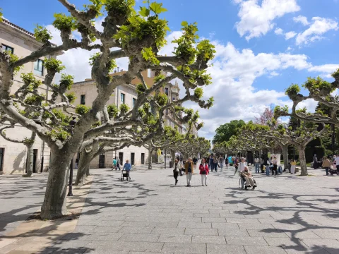 Paseantes bajo el dosel primaveral de plátanos de sombra recién brotados en día soleado