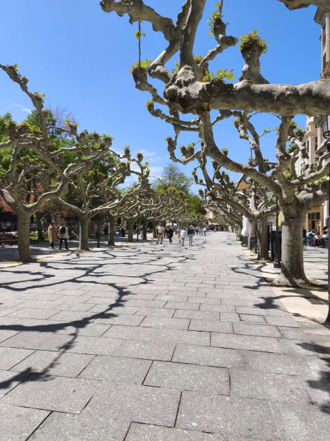 Perspectiva soleada del andén central bajo las ramas sinuosas de plátanos con brotes primaverales