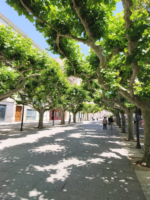 Túnel vegetal de plátanos de sombra entrelazados proyectando sombras sobre el pavimento soleado