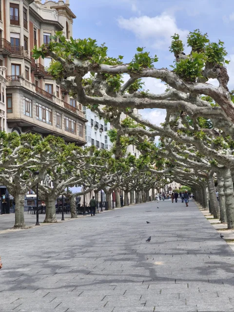 Viandantes recorriendo el paseo bajo el entramado de ramas de plátanos junto a edificios clásicos