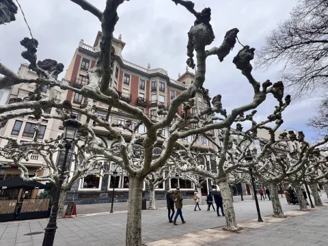 Bóveda vegetal de plátanos de sombra invernales frente a los edificios modernistas del paseo