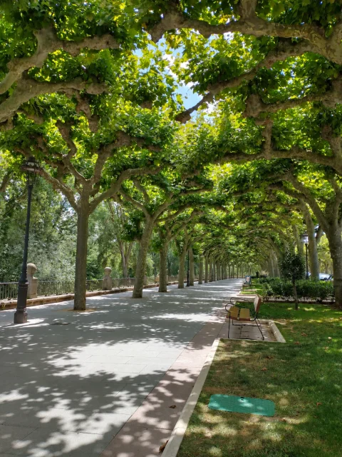 Camino peatonal bañado por la luz del sol a través de las ramas de los plátanos de sombra