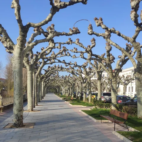 Túnel de plátanos de sombra en el paseo arbolado de Burgos